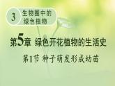 3.5.1 种子萌发形成幼苗 课件--2024-2025学年北师大版生物七年级上册