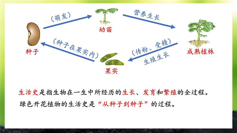 3.5.1 种子萌发形成幼苗 课件--2024-2025学年北师大版生物七年级上册03