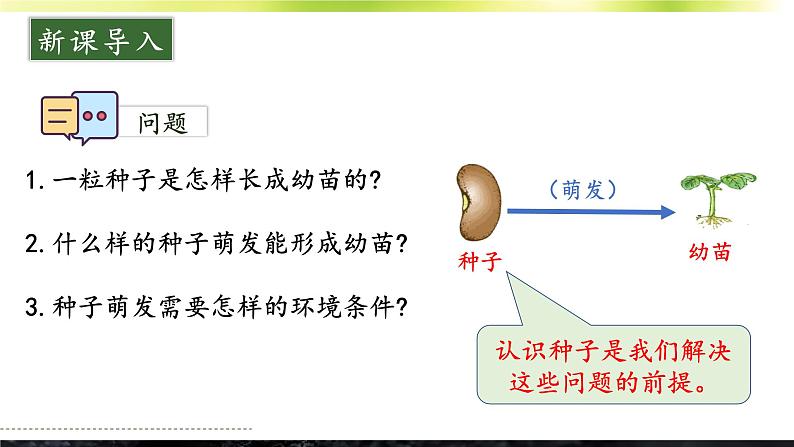 3.5.1 种子萌发形成幼苗 课件--2024-2025学年北师大版生物七年级上册04