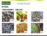 3.5.1 种子萌发形成幼苗 课件--2024-2025学年北师大版生物七年级上册