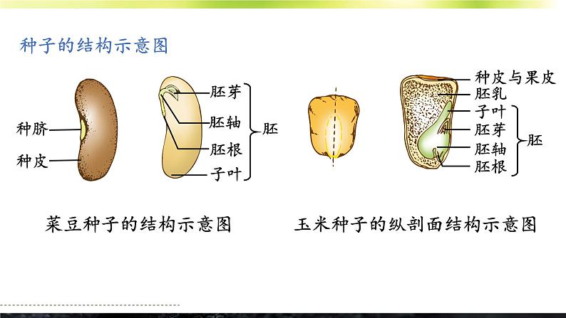 3.5.1 种子萌发形成幼苗 课件--2024-2025学年北师大版生物七年级上册08