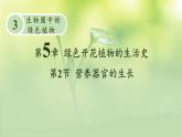 3.5.2 营养器官的生长 课件--2024-2025学年北师大版生物七年级上册
