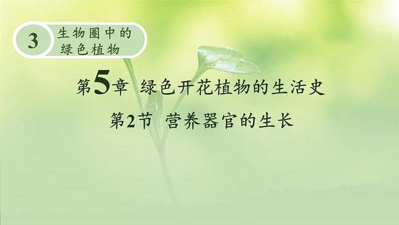 3.5.2 营养器官的生长 课件--2024-2025学年北师大版生物七年级上册01