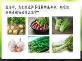 3.5.2 营养器官的生长 课件--2024-2025学年北师大版生物七年级上册