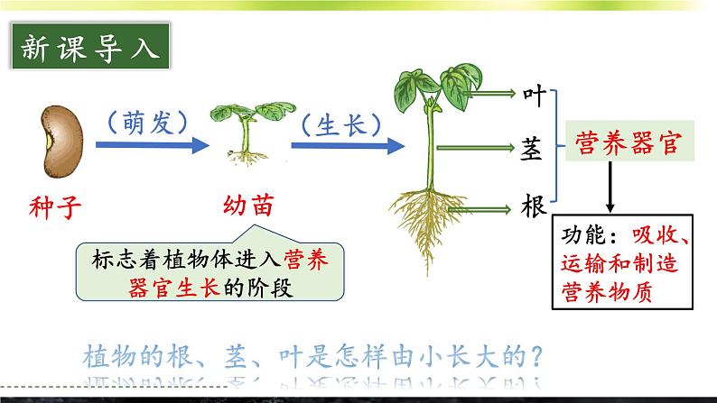 3.5.2 营养器官的生长 课件--2024-2025学年北师大版生物七年级上册03