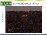 3.5.2 营养器官的生长 课件--2024-2025学年北师大版生物七年级上册
