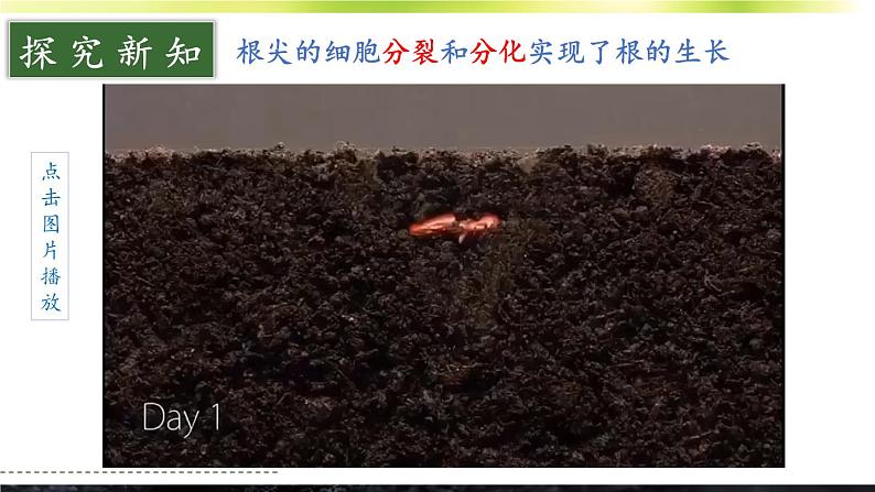 3.5.2 营养器官的生长 课件--2024-2025学年北师大版生物七年级上册04