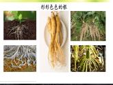 3.5.2 营养器官的生长 课件--2024-2025学年北师大版生物七年级上册