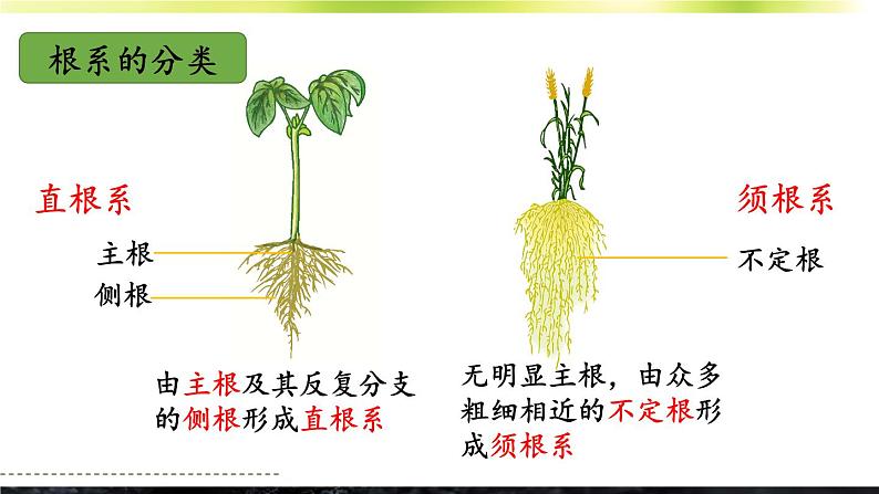 3.5.2 营养器官的生长 课件--2024-2025学年北师大版生物七年级上册08