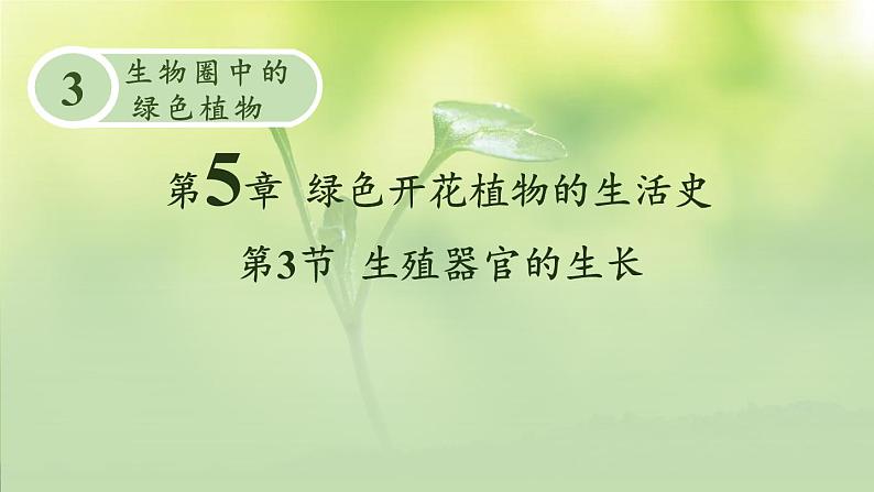 3.5.3 生殖器官的生长 课件--2024-2025学年北师大版生物七年级上册01