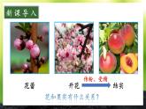 3.5.3 生殖器官的生长 课件--2024-2025学年北师大版生物七年级上册