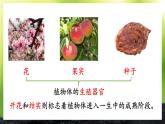 3.5.3 生殖器官的生长 课件--2024-2025学年北师大版生物七年级上册