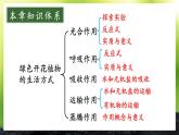 第3单元 植物的生活 单元复习 课件--2024-2025学年北师大版生物七年级上册