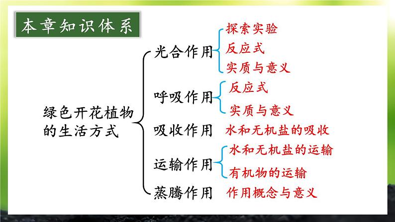 第3单元 植物的生活 单元复习 课件--2024-2025学年北师大版生物七年级上册03