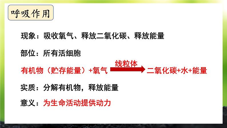 第3单元 植物的生活 单元复习 课件--2024-2025学年北师大版生物七年级上册05