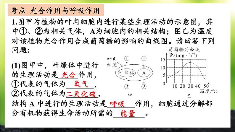 第3单元 植物的生活 单元复习 课件--2024-2025学年北师大版生物七年级上册07