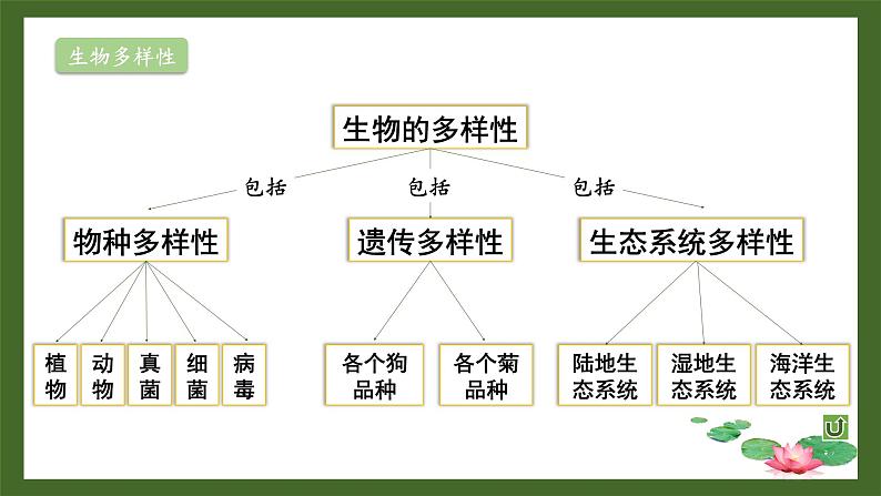 【核心素养】北师大版（2024）生物七年级上册 第1单元复习 教学课件04