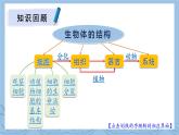 【核心素养】北师大版（2024）生物七年级上册 第2单元复习 教学课件