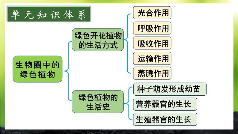 北师大版（2024）七年级生物上册课件 第3单元 单元复习02