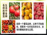 活动1 栽培番茄，观察并描绘其一生的变化 课件--2024-2025学年北师大版生物七年级上册