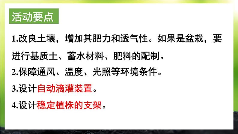 活动1 栽培番茄，观察并描绘其一生的变化 课件--2024-2025学年北师大版生物七年级上册05