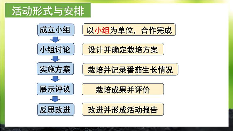 活动1 栽培番茄，观察并描绘其一生的变化 课件--2024-2025学年北师大版生物七年级上册06