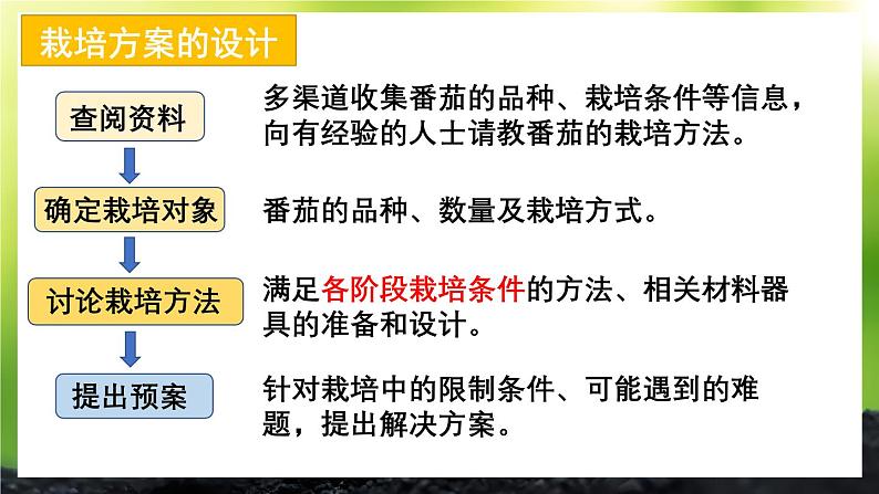 活动1 栽培番茄，观察并描绘其一生的变化 课件--2024-2025学年北师大版生物七年级上册07