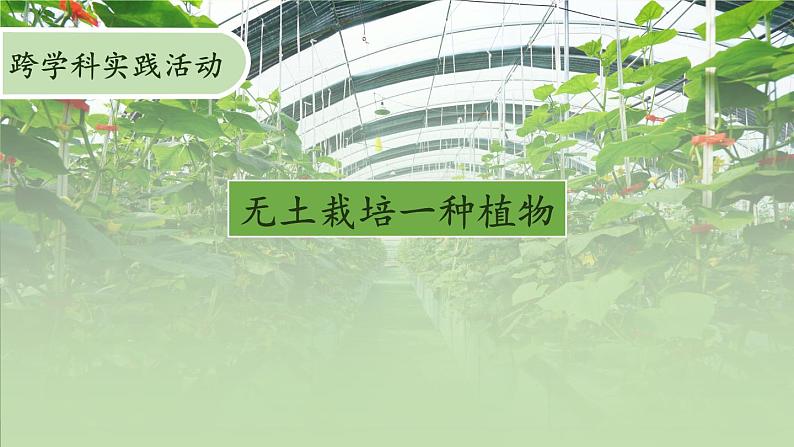 活动2 无土栽培一种植物 课件--2024-2025学年北师大版生物七年级上册01