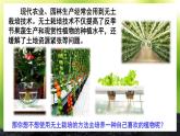 活动2 无土栽培一种植物 课件--2024-2025学年北师大版生物七年级上册