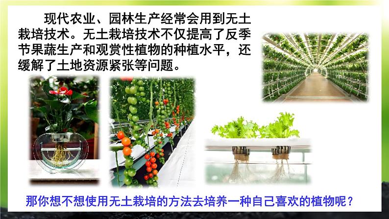 活动2 无土栽培一种植物 课件--2024-2025学年北师大版生物七年级上册03