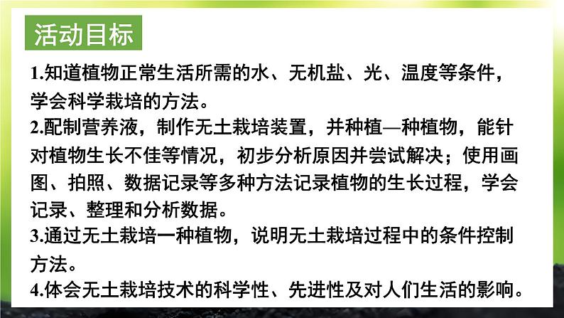 活动2 无土栽培一种植物 课件--2024-2025学年北师大版生物七年级上册04