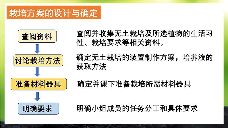 活动2 无土栽培一种植物 课件--2024-2025学年北师大版生物七年级上册06