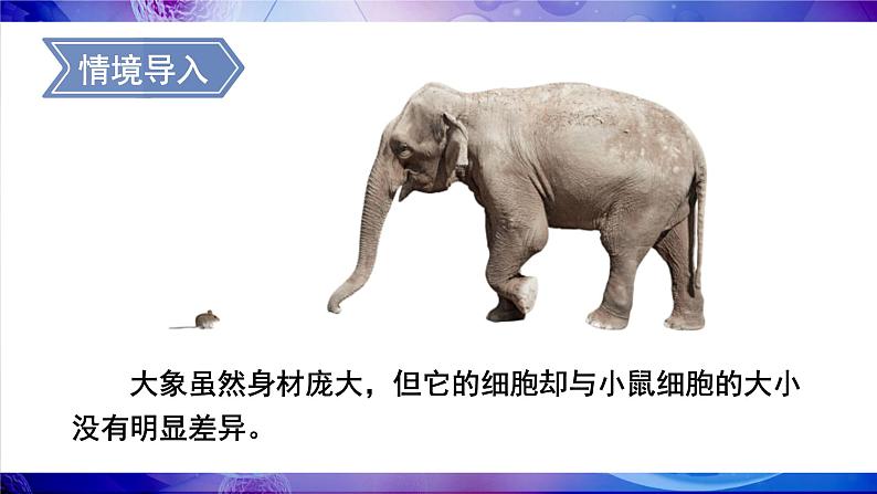 北师大版（2024）七年级生物上册课件 3.1 细胞通过分裂而增殖04