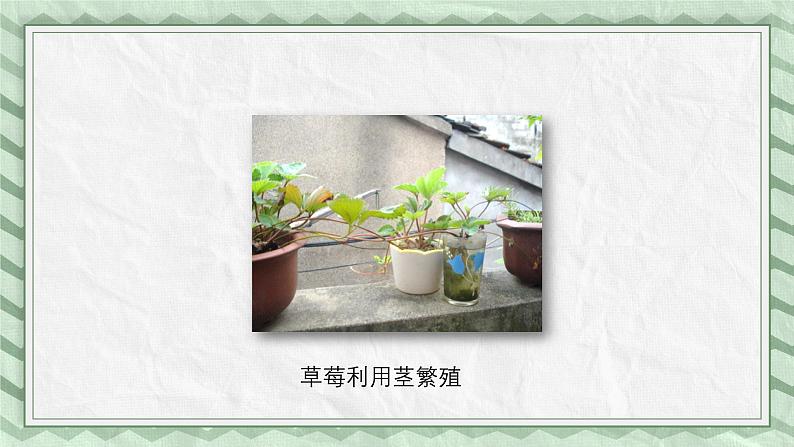 第七节 植物的无性生殖 课件教案07