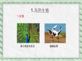 第三节 鸟的生殖和发育 课件教案