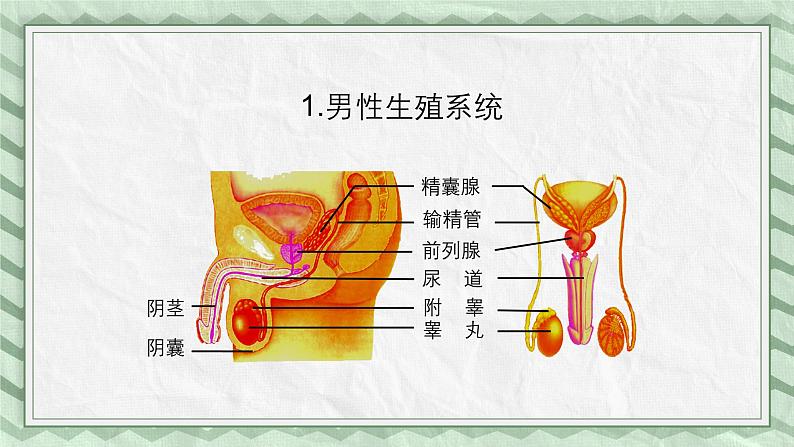 第一节 婴儿的诞生 课件第6页