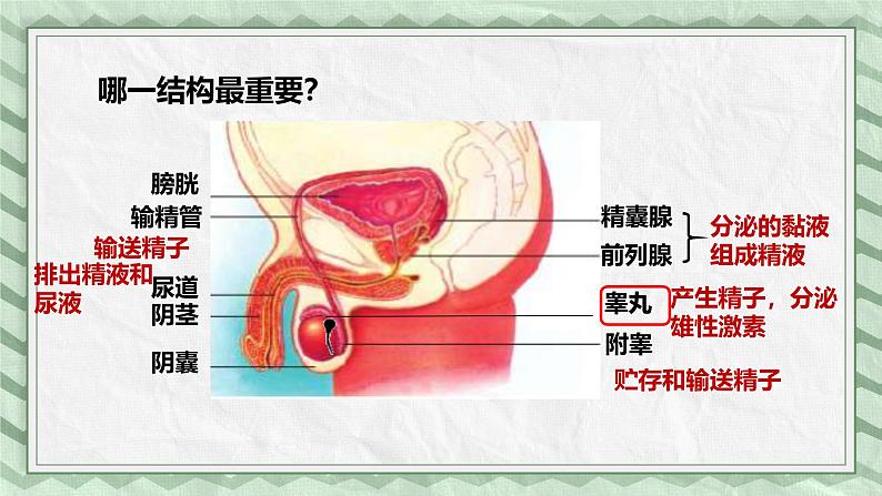 第一节 婴儿的诞生 课件第7页