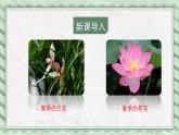 第一节花的结构课件教案
