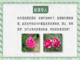 第六节 芽的类型和发育 课件教案