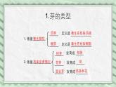 第六节 芽的类型和发育 课件教案