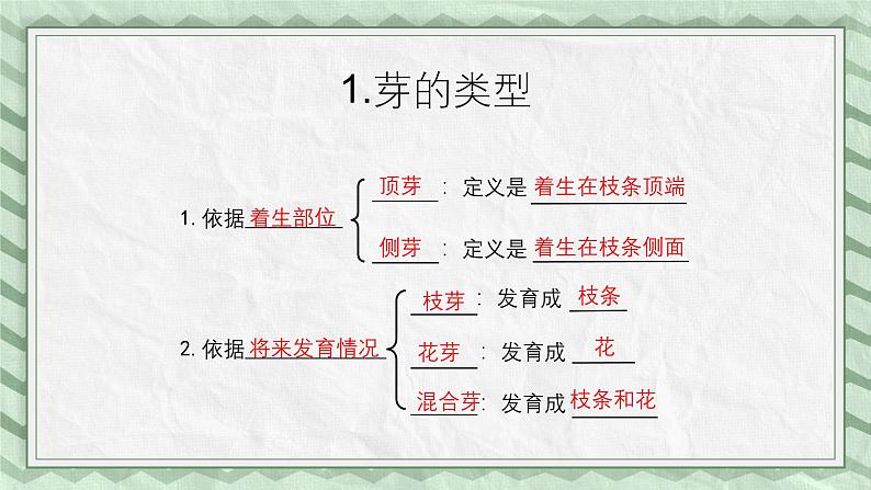 第六节 芽的类型和发育 课件教案05