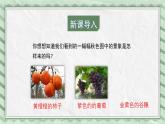 第三节 果实和种子的形成 课件教案