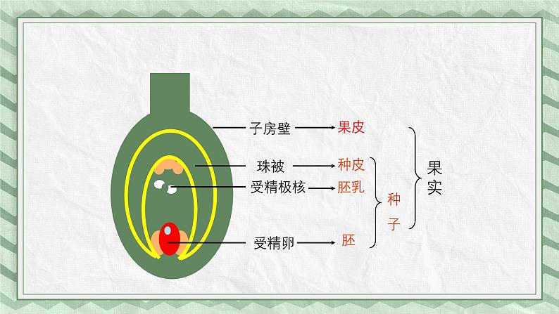 第三节 果实和种子的形成 课件第6页