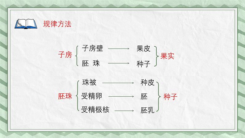 第三节 果实和种子的形成 课件第7页