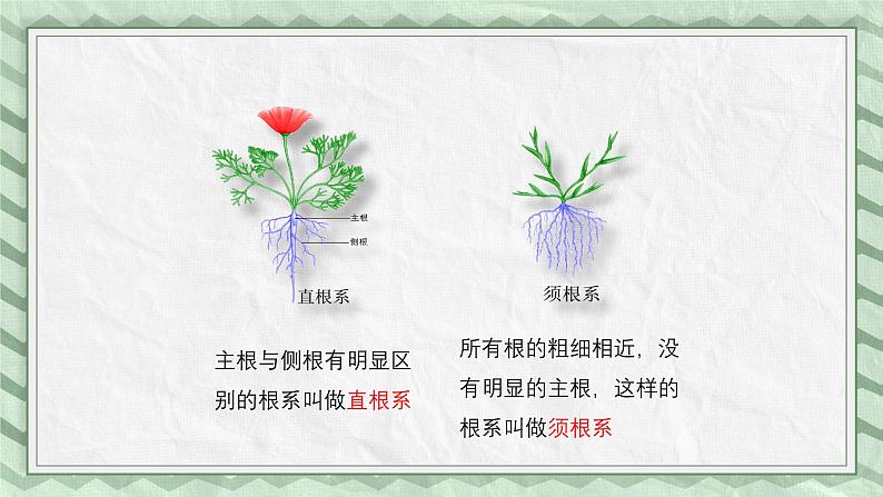 第五节 根的结构与功能 课件第8页