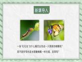 第一节 昆虫的生殖和发育 课件教案
