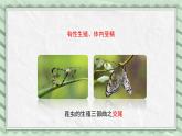 第一节 昆虫的生殖和发育 课件教案