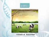 第二节 性状的遗传 课件教案