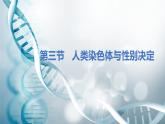 第三节 人类染色体与性别决定  课件教案