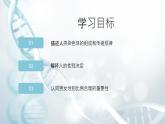 第三节 人类染色体与性别决定  课件教案